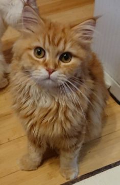 マンチカン(長足)【大阪府・男の子・2017年8月8日・レッドタビー(ロングヘアー)（柔らかい毛並み）】の写真「お値段下げました。人懐っこい子♥長足」