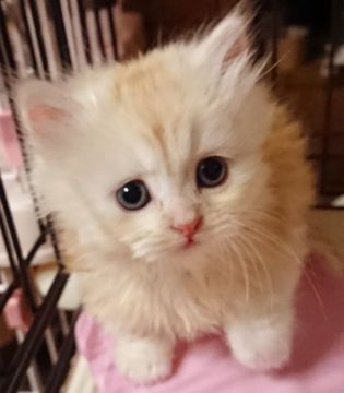 マンチカン(短足)【大阪府・男の子・2018年2月21日・カメオ&ホワイト（ロングヘアー）】の写真「すっごく可愛いです💖」