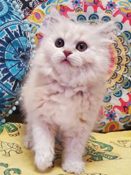 マンチカン(長足)【大阪府・男の子・2022年2月2日・クリーム(ロング)】の写真「オッドアイ♥️人懐っこく可愛い子😍(長足)」