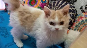 セルカークレックス【大阪府・男の子・2020年4月9日・クリーム&ホワイト(巻き毛ロング)】の写真「とっても人懐っこい子💕」