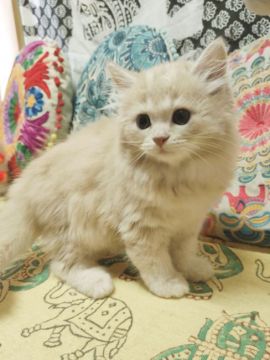 ミヌエット【大阪府・男の子・2021年8月1日・クリームタビー(ロングヘアー)】の写真「可愛い子💕(長足)」