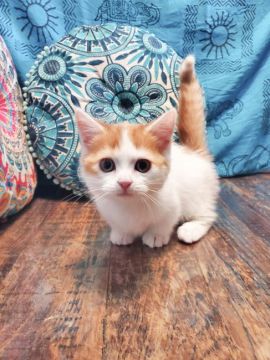 マンチカン(短足)【大阪府・男の子・2021年11月16日・レッドタビー&ホワイト(ショートヘアー)】の写真「イケメンくん😍(短足)」