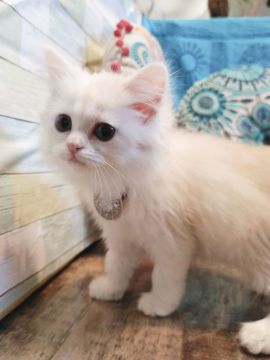 マンチカン(長足)【大阪府・女の子・2021年11月16日・カメオタビー(ロングヘアー)】の写真「たれ目の可愛いお顔😍(長足)」