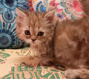 ミヌエット【大阪府・女の子・2021年5月24日・ブラウンパッチドクラシックタビー(ロングヘアー)】の写真「愛くるしい子です💕(短足)」