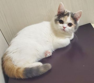 ミヌエット【大阪府・女の子・2021年11月7日・ダイリュートキャリコ(ショートヘアー)】の写真「おめめくりくり美人さん💕(普通足)」