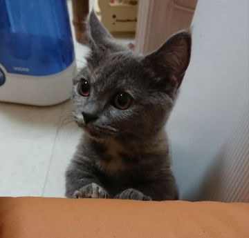 マンチカン(短足)【大阪府・女の子・2017年9月23日・ブルークリーム（ショートヘアー）】の写真「短足の甘えたさん💖」