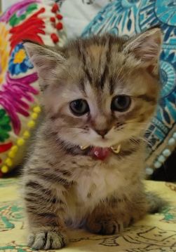 マンチカン(短足)【大阪府・女の子・2021年8月5日・ブラウンパッチドタビー(ショートヘアー)】の写真「タレ目の愛くるしい子💕(短足)」