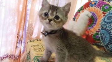 ミヌエット【大阪府・男の子・2021年5月24日・ブラウンティックドタビー(ショートヘアー)】の写真「たれ目くん💕(長足)」