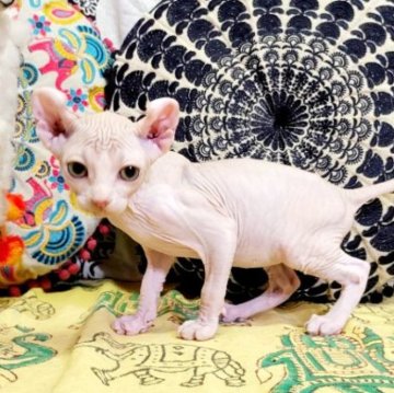 エルフキャット【大阪府・男の子・2023年5月9日・シナモン&ホワイト(未定)（ヘアレス）】の写真「常に喉をご～ろごろ🎵ハンサムなボクちゃん😊」