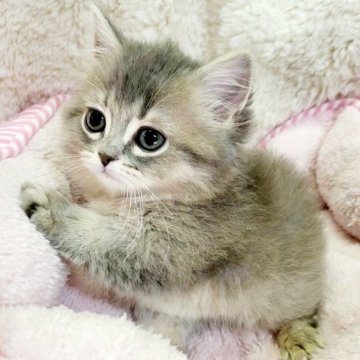 マンチカン(短足)【大阪府・男の子・2023年11月25日・ブルーティックドタビー(ロング)】の写真「女の子みたいなめちゃかわくん😍」