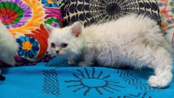 セルカークレックス【大阪府・女の子・2020年6月18日・ポイントカラー(巻き毛ロング)】の写真「可愛いらしい元気な子💕」