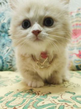 ミヌエット【大阪府・男の子・2021年8月1日・クリームタビー&ホワイト(ロングヘアー)】の写真「とっても可愛い💕(短足)」