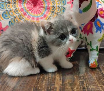 ミヌエット【大阪府・女の子・2021年11月7日・ダイリュートキャリコ(ショートヘアー)】の写真「抜群に可愛い子😍(長足)」