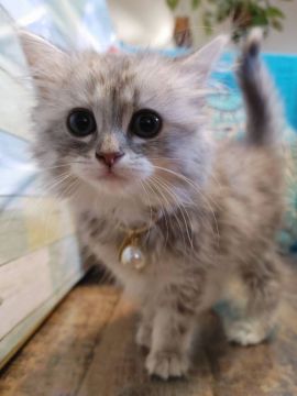 マンチカン(長足)【大阪府・女の子・2021年11月16日・シルバーパッチドタビー(ロングヘアー)】の写真「美人ちゃん😍(長足)」