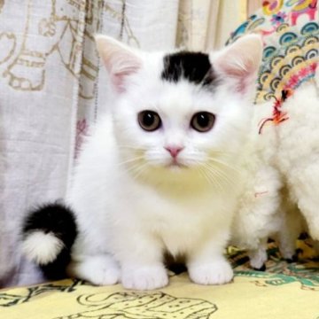 マンチカン(短足)【大阪府・男の子・2022年12月21日・ブラック&ホワイト(ショート)】の写真「とっても可愛いお顔です❤️」
