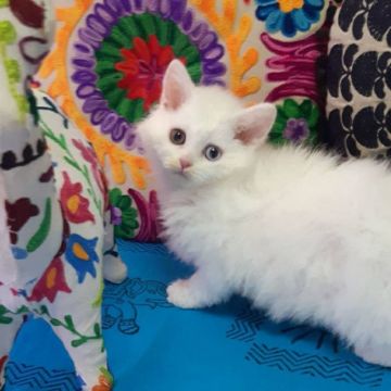 ラムキン【大阪府・男の子・2019年12月22日・ブルー&ホワイトバン(巻き毛ロング)】の写真「オッドアイが素敵な巻き毛くりくりくん❤」