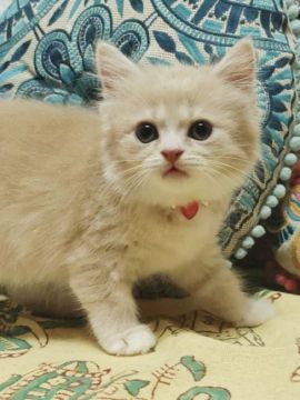 ミヌエット【大阪府・女の子・2021年8月1日・クリームタビー&ホワイト(ロングヘアー)】の写真「とっても可愛い子💕(長足)」