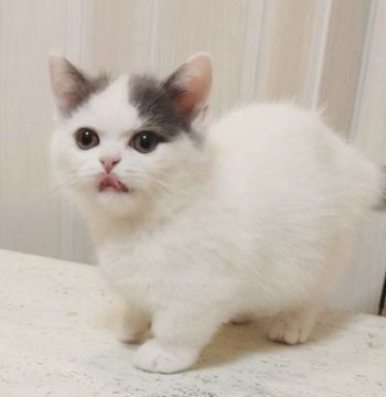 ミヌエット【大阪府・男の子・2021年11月7日・ブルー&ホワイトバン(ショートヘアー)】の写真「イケメンな男の子😻(短足)」