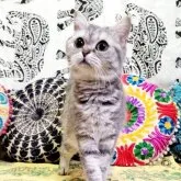 マンチカン(長足)【大阪府・女の子・2022年12月21日・ブルークラシックタビー(ショート)】の写真1