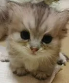 マンチカン【大阪府・男の子・2016年8月15日・シルバータビー】の写真1