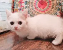 マンチカン(短足)【大阪府・男の子・2021年10月6日・クリームタビー&ホワイトバン(ショートヘアー)】の写真1