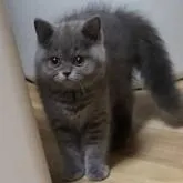 セルカークレックス【大阪府・女の子・2022年9月24日・ブルー(ストレートショート)】の写真1