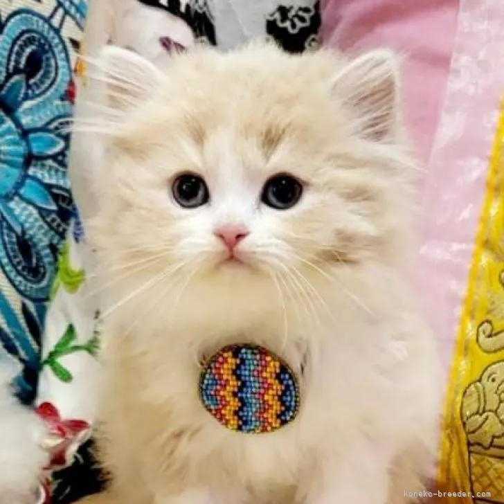 ID：2207-03393の子猫