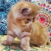 エキゾチックショートヘア【大阪府・男の子・2022年2月7日・レッドクラシックタビー(ショート)】の写真4