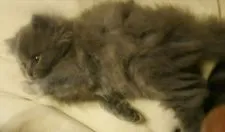 ブリティッシュロングヘア【大阪府・女の子・2017年3月21日・ブルークリーム(ロングヘアー)】の写真5