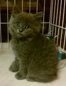 ミヌエット【大阪府・男の子・2017年3月3日・ブルー(ロングヘアー)】の写真5