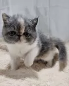 エキゾチックショートヘア【大阪府・女の子・2025年9月24日・ダイリュートキャリコ(ショート)】の写真9