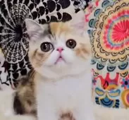 ミヌエット(長足)【大阪府・女の子・2025年4月30日・ブラウンパッチドタビー&ホワイト(ショート)】の写真5