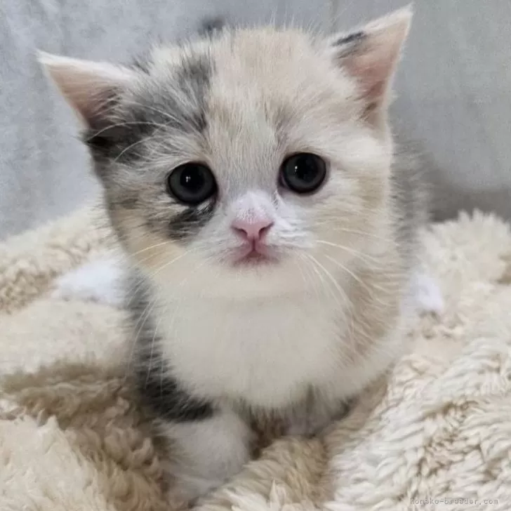 ID：2510-00118の子猫