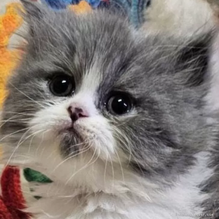 ID:2503-02947の子猫