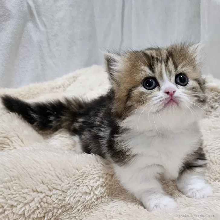 マンチカン(短足)【大阪府・女の子・2025年8月24日・ブラウンタビー&amp;ホワイト(ロング)】の写真1