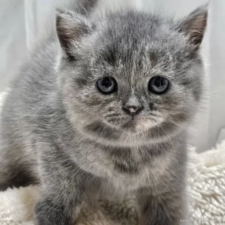 ID：2510-00117の子猫