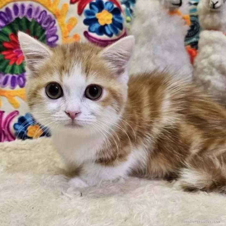 ID:2501-01701の子猫