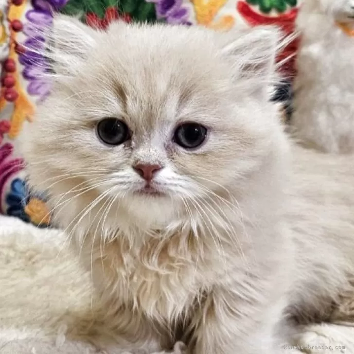 丸丸 様のお迎えした子猫