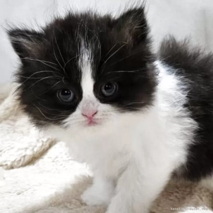 ID：2506-01677の子猫