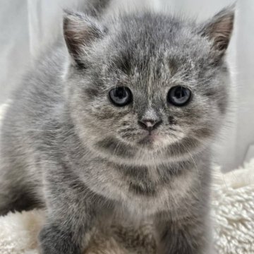 マンチカン(長足)【大阪府・女の子・2025年8月24日・ブルークリーム(ショート)】の写真「むちころ可愛い🥰💕」
