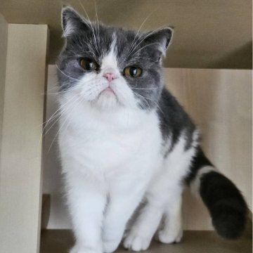 ミヌエット(長足)【大阪府・女の子・2025年2月24日・ブルー&ホワイト(ショート)】の写真「人懐っこく可愛い子です(*≧з≦)」