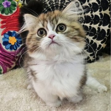 マンチカン(短足)【大阪府・女の子・2025年8月24日・ブラウンタビー&ホワイト(ロング)】の写真「おめめぱっちり可愛い子🥰💕」