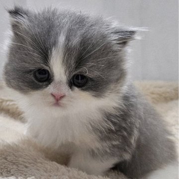 マンチカン(短足)【大阪府・女の子・2025年10月2日・ブルー&ホワイト(ロング)】の写真「めちゃ可愛い子、綺麗なはちわれ🥰💕」