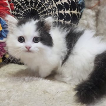 マンチカン(短足)【大阪府・男の子・2025年12月11日・ブラック&ホワイト(ロング)】の写真「可愛いお顔のぼくちゃんです🥰」