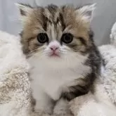 マンチカン(短足)
