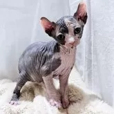 エルフキャット