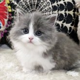 マンチカン(短足)