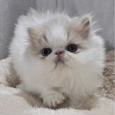 エキゾチックショートヘア