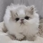 エキゾチックショートヘア