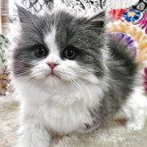 マンチカン(短足)